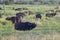 Cape buffalo at sunset in Tsavo National park, Kenya, Africa