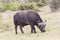 Cape Buffalo Syncerus caffer bull grazing in woodland savannah, Addo Elephant National Park, Eastern Cape, South Africa