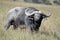 Cape Buffalo (Syncerus caffer) in Savannah looking at the camera