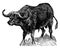 Cape Buffalo, vintage illustration