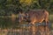 Cape Buffalo Wading through Water