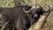 A Cape Buffalo walk away