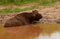 Cape Buffalo wallowing