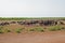 Cape Buffalo at a water point 13629