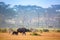 Cape Buffalo and zebra near Naivasha lake in Kenya, Africa