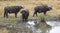 Cape buffaloes