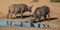 Cape Buffaloes with large curved horns at a waterhole