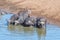 Cape buffaloes, Syncerus caffer, in a river