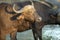 Cape buffaloes by watering hole