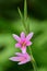 Cape bugle lily watsonia borbonica