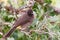 Cape Bulbul