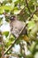 Cape Bulbul bird in tree