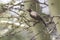 Cape Bulbul, Pycnonotus capensis, perched on branch of Acacia tree singing, Western Cape, South Africa