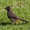 Cape bulbul on a suburban lawn in George South Africa