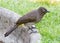 Cape bulbul on a suburban lawn in George South Africa