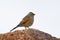 Cape Bunting