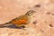 Cape Bunting bird