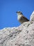 Cape Bunting Birdlife