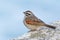 Cape Bunting Sits on Ledge