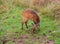 Cape bushbuck calf feeding in the African bush