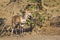 Cape bushbuck in Kruger National park, South Africa