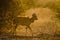 Cape bushbuck in Kruger National park, South Africa