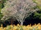 Cape Chestnut tree and Strelitzias