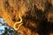 The Cape cobra Naja nivea, also called the yellow cobra searching in the sociable weaver nest