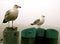 Cape Cod Seagulls