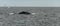 Cape cod, whale diving in the sea