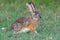 Cape or Common or Brown Hare, Alert, Masai Mara, Kenya