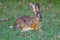 Cape or Common or Brown Hare, Alert, Masai Mara, Kenya