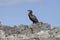 Cape Cormorant