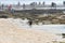 Cape Cormorant On Crowded Beach Phalacrocorax capensis