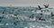 The Cape Cormorants catch fish at the ocean. South africa