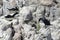 Cape Cormorants nesting on cliff