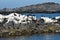 Cape cormorants on the rocks