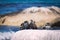 Cape cormorants sitting on a rock at Betty`s Bay