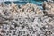 Cape cormorants sitting on a rocks in South Africa