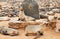 Cape Cross Seal Reserve, Namibia, 01-05-2017, illustrative editorial. Colony of fur seals at Cape Cross in Namibia