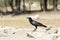 Cape Crow or Black Crow Corvus capensis Kalahari, Northern Cape, South Africa