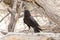 Cape Crow or Black Crow, Corvus capensis, Kgalagadi Transfrontier Park