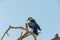 Cape crow on dead tree branch in the Kgalagadi