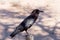Cape Crow in Kgalagadi, South Africa