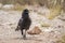 Cape Crow in Kgalagadi transfrontier park, South Africa