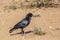 Cape Crow in Kgalagadi transfrontier park, South Africa