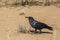 Cape Crow in Kgalagadi transfrontier park, South Africa