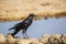 Cape Crow in Kgalagadi transfrontier park, South Africa