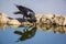 Cape Crow in Kgalagadi transfrontier park, South Africa