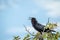 Cape crow sitting on a branch in Etosha.